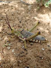 Image result for Philyrophyllum schinzii