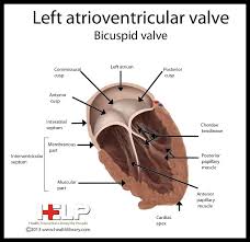 Left Atrioventricular Valve Heart Valves Cardiac Anatomy And Physiology
