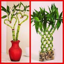 Instagram Photo By Homes Healing S Alasfar Via Iconosquare Feng Shui Balcony Plants Fung Shui