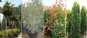 The flowering shrubs have many landscape uses since plants vary from dwarfs under 4 feet tall to intermediates in. Block Unsightly Views Evergreen Screening Plant Solutions