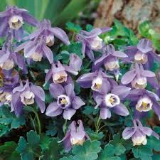 Image result for Aquilegia flabellata ministar