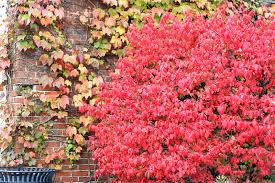 Burning bush is a dramatic addition to any garden or landscape. Is Burning Bush Invasive Gardening Advice New England Today