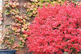 Burning bush is a dramatic addition to any garden or landscape. Is Burning Bush Invasive Gardening Advice New England Today