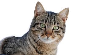 Cat pee, or cat urine, if you will, may be the most formidable smell known to mankind. How To Get Rid Of Cat Urine Smell For Good Why Do Cats Spray