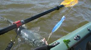 The long island stretch is on the west bank downstream of athlone and can be reached by crossing. Kayak Fishing A Long Island Revolution James Laino