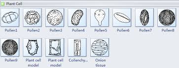 Plants, like animals, have a division of labor between their different cells, tissues, and tissue systems. Cells Diagram Symbols