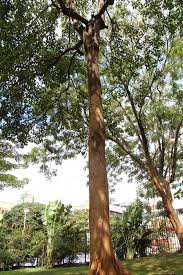 Image result for Terminalia superba