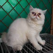 Hal inilah yang membuat harga kucing persia flatnose tinggi, disamping karna keunikannya. Kucing Persia Flatnose Jantan Shopee Indonesia