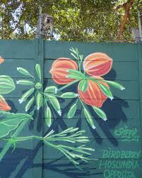 Image result for Hoslundia