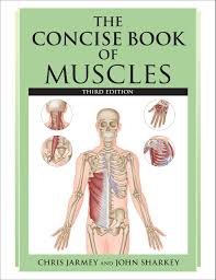 Anatomical diagram showing a front view of muscles in the human body. The Concise Book Of Muscles Third Edition Jarmey Chris Sharkey John 9781623170202 Amazon Com Books