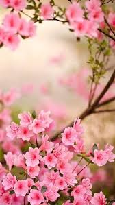 Pin De Ilham Em Meus Flores Da Primavera Flores Bonitas Belo Papel De Parede Para quem passa o dia todo trabalhando no computador, o whatsapp web é a maneira mais fácil de usar o whatsapp para se comunicar com seus amigos sem precisar instalar qualquer tipo de programa. pinterest
