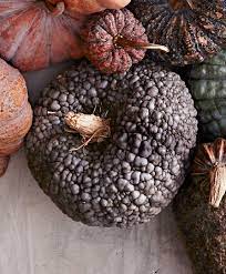 A Guide To All The Different Types Of Pumpkins Pumpkin Varieties Types Of Pumpkins Growing Pumpkins