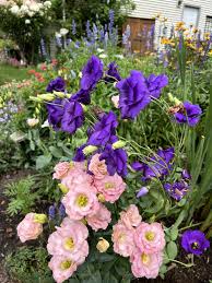Image result for eustoma lisianthus in garden