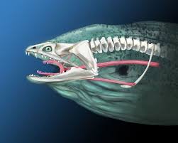 Science Notes 2014 Biting Into The Bizarre Science Illustration Illustration Program Science Notes