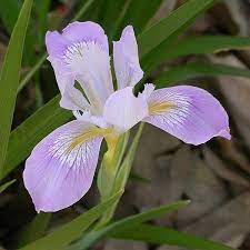 Backyard Habitats Plant Roots Orchid Seeds Native Plants
