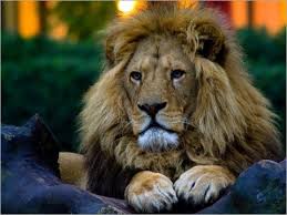Image result for â€«Ø§Ø³Ø¯ Ø§Ø±Ù†Ø¨â€¬â€Ž