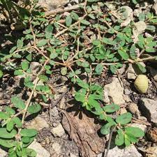 To do so simply break the stem, if white sap comes out you know you have spurge. Purslane Identification Four Season Foraging