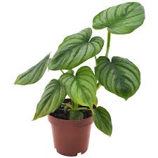 Image result for Filodendron Philodendron