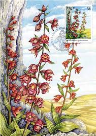 Image result for Habenaria uncicalcar