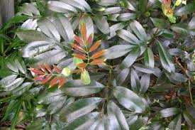 Image result for Cunonia capensis
