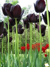 Queensofthenighttulips Jpg Jpeg Image 1200x1600 Pixels Scaled 49 Black Tulip Flowers Black Tulips Tulips Flowers