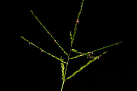 Image result for Digitaria abyssinica