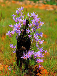 Image result for Xerophyta eylesii