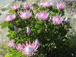 Image result for Protea enervis