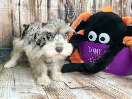 Kewely just had a litter of six on june 9th and all the pups have homes. Miniature Schnauzer Puppies Petland Dayton