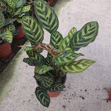 Image result for Ktenante Ctenanthe