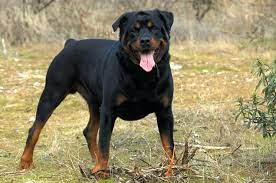 Rottweiler Growth And Weight Chart