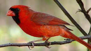 Illinois was the first of seven states to select the northern cardinal ( cardinalis cardinalis) as its state bird. Illinois State Bird Commemorated On New Postage Stamp Khqa