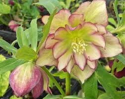 Which hellebores last longest as cut flowers? Growing Hellebores With Judith Knott Tyler A Way To Garden