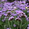 Unlike its cousin verbena bonariensis , this compact verbena is ideal for a small plot, says jane perrone. Https Encrypted Tbn0 Gstatic Com Images Q Tbn And9gcqtgghnt3ae2s1a8ty84rwlw4wyenb6atkjrqsqyks Usqp Cau
