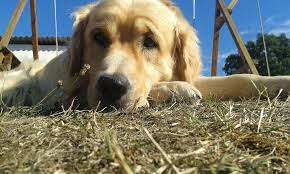 Epilepsy And Your Golden Retriever Signs Symptoms And Solutions Official Golden Retriever