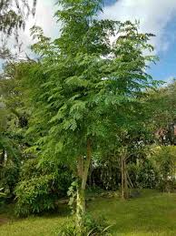 Image result for Moringa oleifera