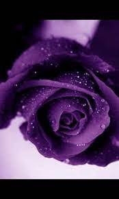 Posted by admin posted on january 24, 2019 with no comments. 45 Free Live Purple Roses Wallpaper On Wallpapersafari