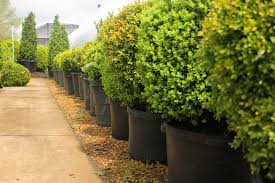 Native plants are the foundation of the peninsula's ecosystem on which native wildlife thrives. Photo Gallery Quality Landscape And Garden Center