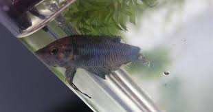 Dead betta fish in tank. Woman Adopts Half Dead Fish And Completely Transforms Him The Dodo