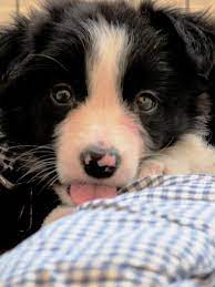 My Eli Had A Little Pink Horseshoe Shape On His Nose When He Was A Pup Collie Puppies Collie Dog Border Collie Puppies