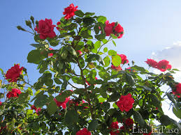 Some are long lasting, while others some are long lasting, while others die and fall off the plant within a few days of blooming. Roses For Central Texas Lisa S Landscape Design