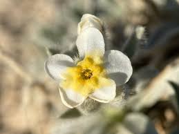 Image result for Phragmanthera crassicaulis