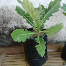 Daun cincau efendi gambar tanaman cincau hijau. Bibit Daun Dewa Shopee Indonesia