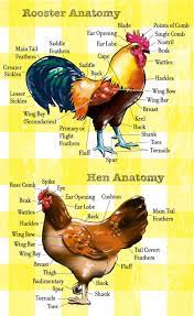 Chicken Anatomy 101 Urban Farm Online Chicken Anatomy Chicken Breeds Chickens Backyard