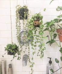 Shower Plants Hanging Asg9l4nfg5jtqikbplqs Ci6dmqw6sejnqd Pjyir9rq4sxcp9msmac Shower Plant Hanging Plants Plants