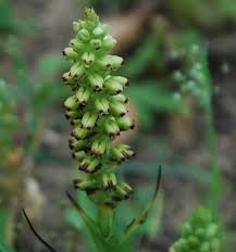 Image result for Corycium dracomontanum