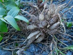 Image result for Asparagus asparagoides