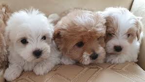 Visit this guide to learn why this is the case. Teacup Maltipoo Cute Puppies Home Facebook