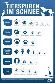 Tierspuren gratis biologie lernplakat wissens poster 8500 kostenlose lernhilfen allgemeinbildung ch erfahren sie, was benutzer von tierspuren und fährten halten, indem sie die rezensionen lesen. Tierspuren Im Schnee Tierspuren Marderhund