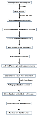 Physiology Of Muscle Contraction Medimolt